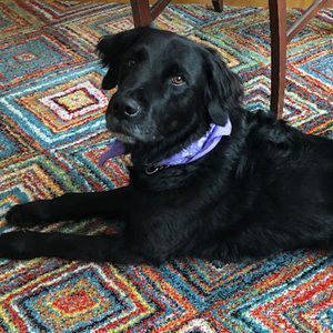 Meet your Posher, Robert